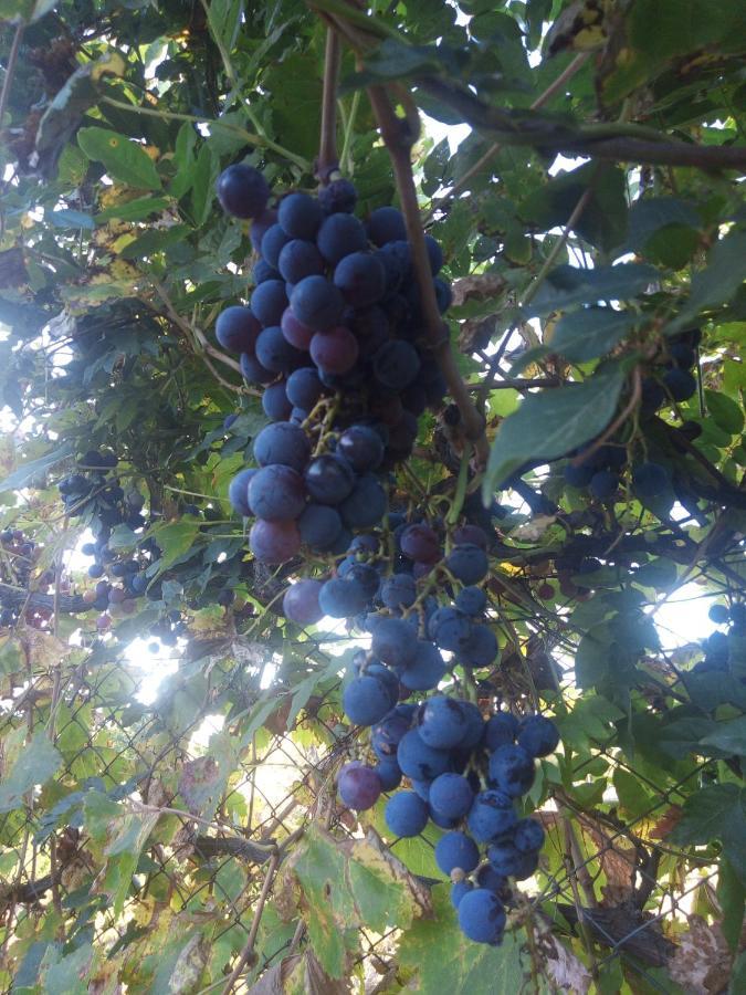 Loft Los Cerezos En Vistalba, Zona De Vinedos Y Bodegas Lujan de Cuyo Kültér fotó